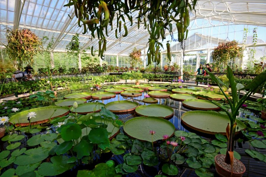 jardin botanique londres